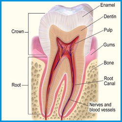 anatomy